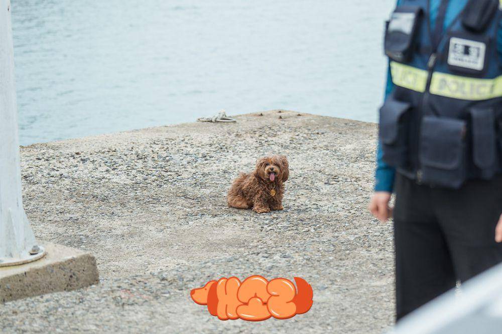 cuplikan drama Korea Dogs Knows Everything (instagram.com/kbsdrama)