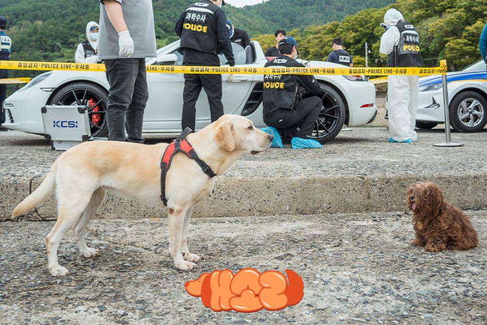 cuplikan drama Korea Dogs Knows Everything (instagram.com/kbsdrama)
