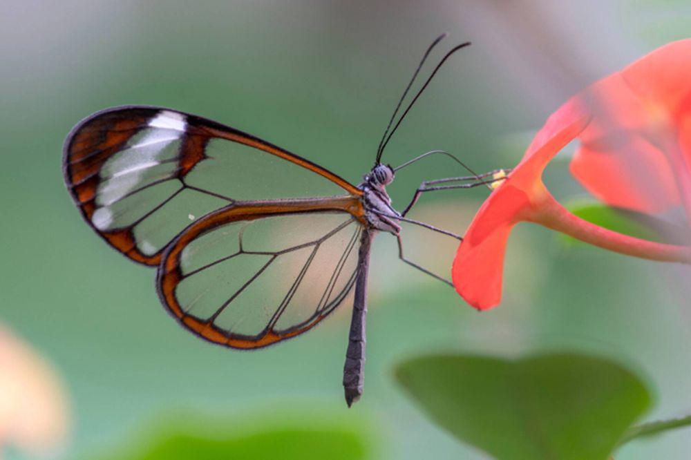 4 Kupu-kupu yang Hidup di Hutan Hujan Amazon, Menawan!