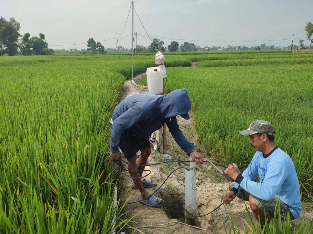 Momen panen ladang persawahan di Desa Sidomakmur, Lampung Selatan. (IDN Times/Istimewa).