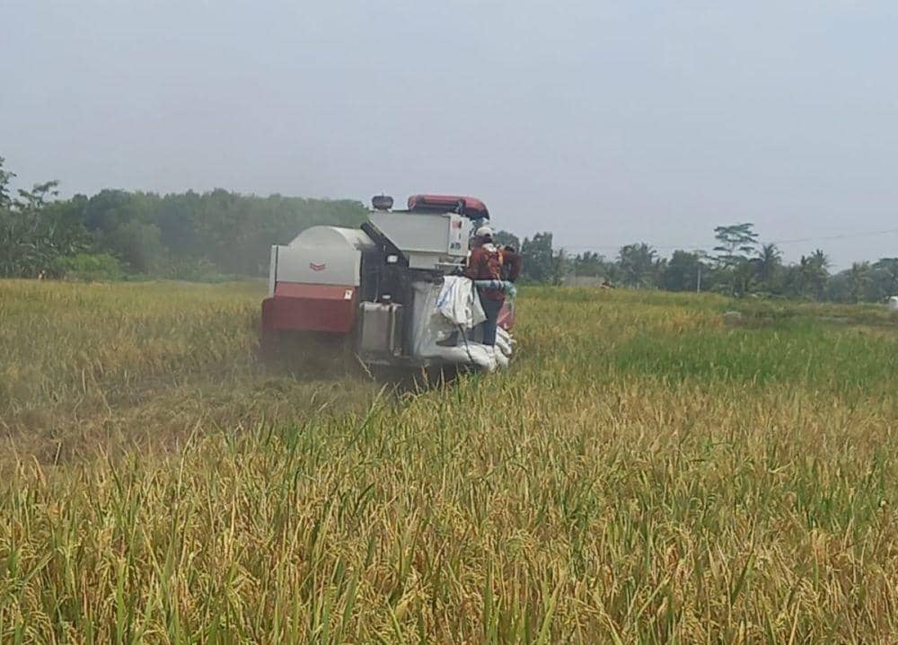 Curhatan Petani di Lampung Berjibaku Hadapi Ganasnya Perubahan Iklim