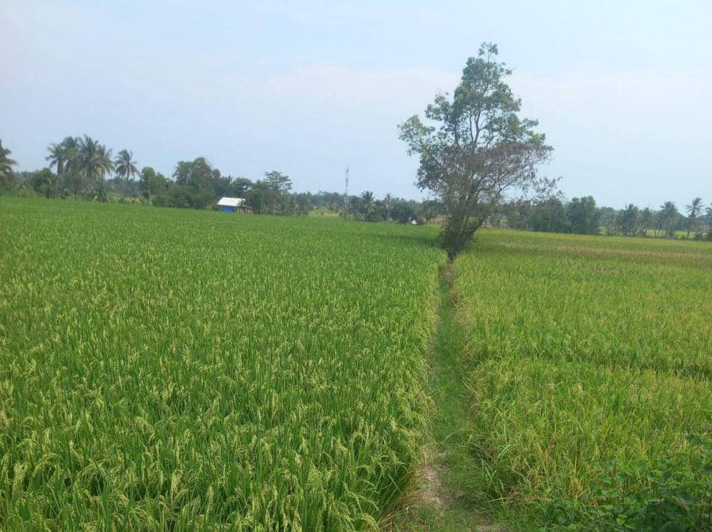Momen panen ladang persawahan di Desa Sidomakmur, Lampung Selatan. (IDN Times/Istimewa).