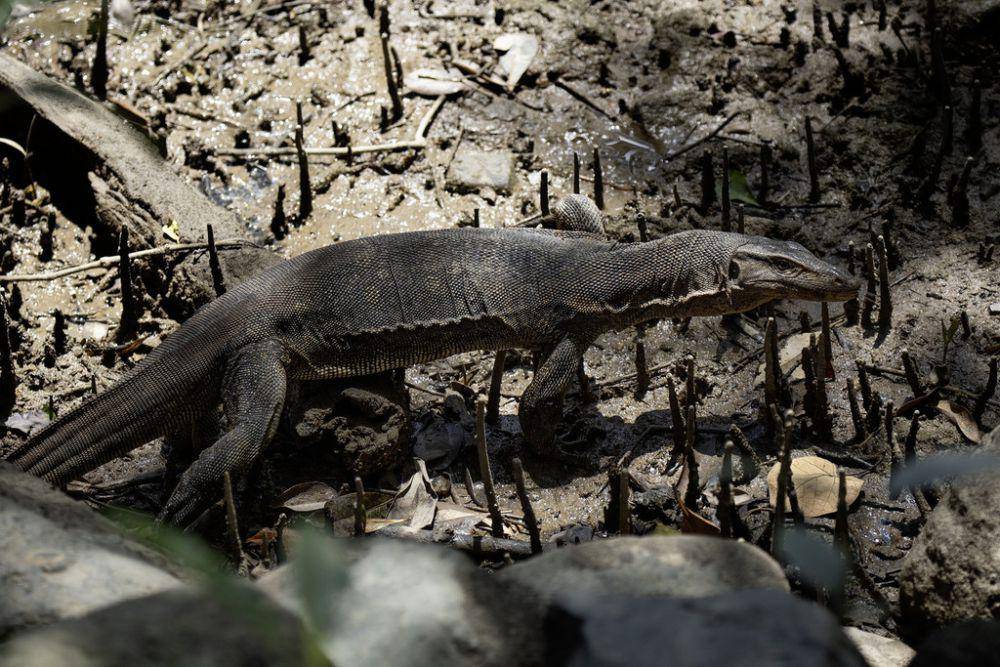 Biawak (inaturalist.org/Kristof Zyskowski)