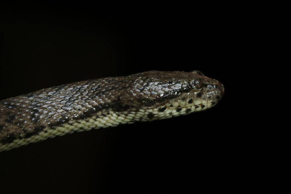 Ular kadut payau (inaturalist.org/Phakawat Kittikhunodom)