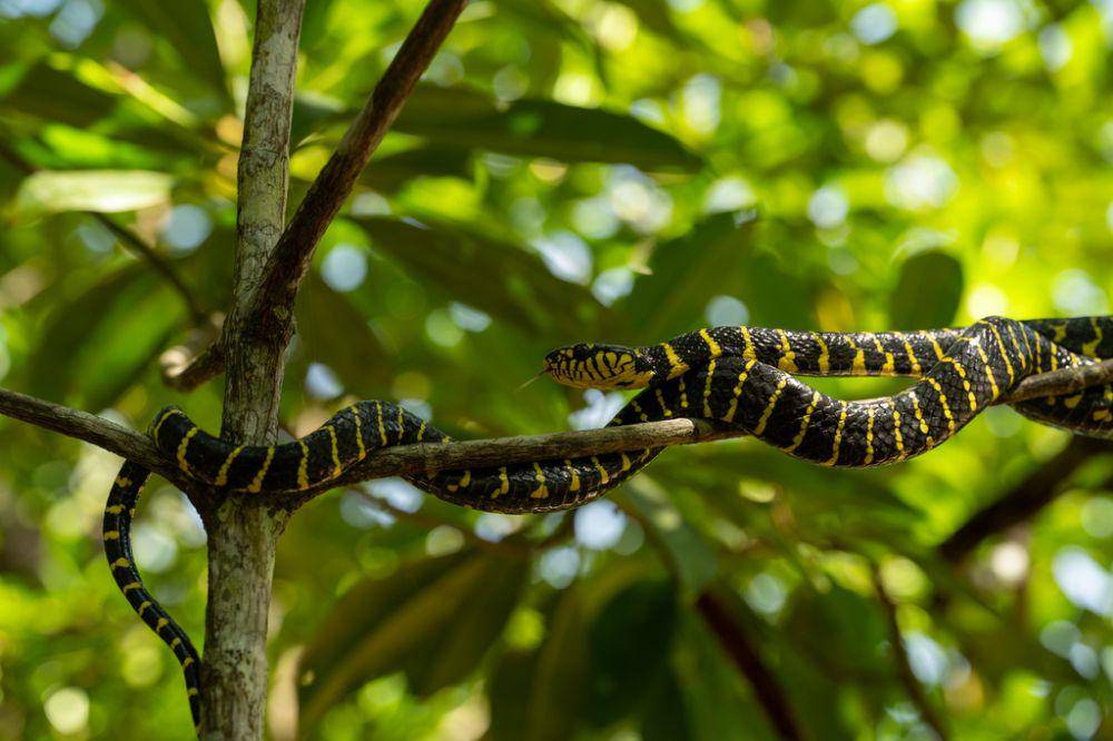 Ular cincin emas (inaturalist.org/prprjp)