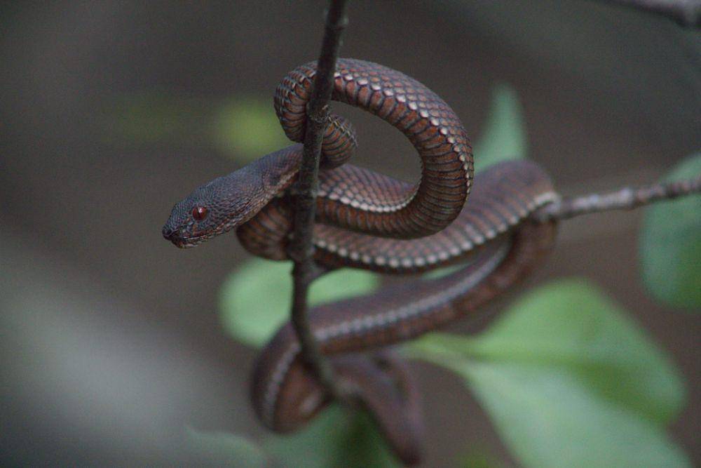 Ular viper bakau (inaturalist.org/Han)
