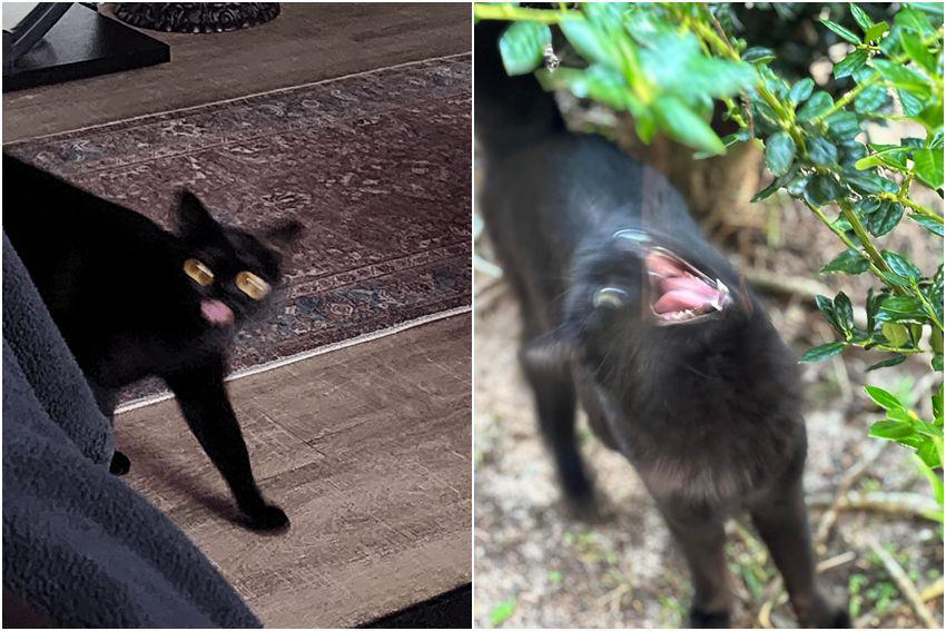 8 Foto Blur Kucing Hitam Ini Bakal Bikin Kamu Ngakak