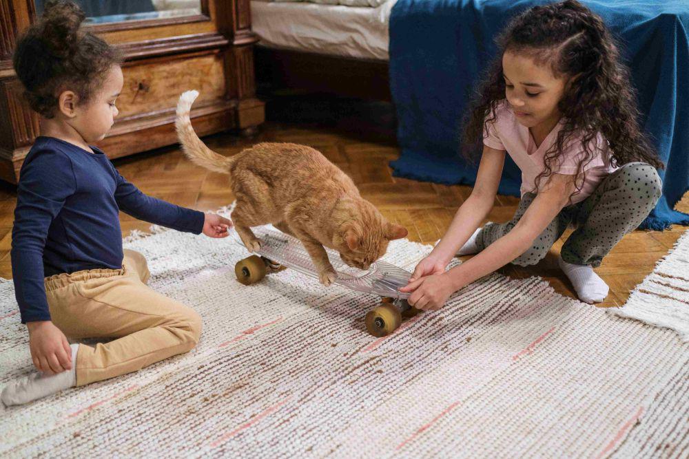 8 Perlengkapan Wajib Kucing untuk Cat Pawrent Pemula