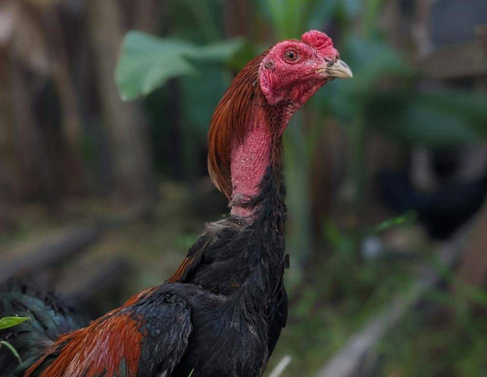ilustrasi ayam kampung (pexels.com/Khoirudin As'ari)
