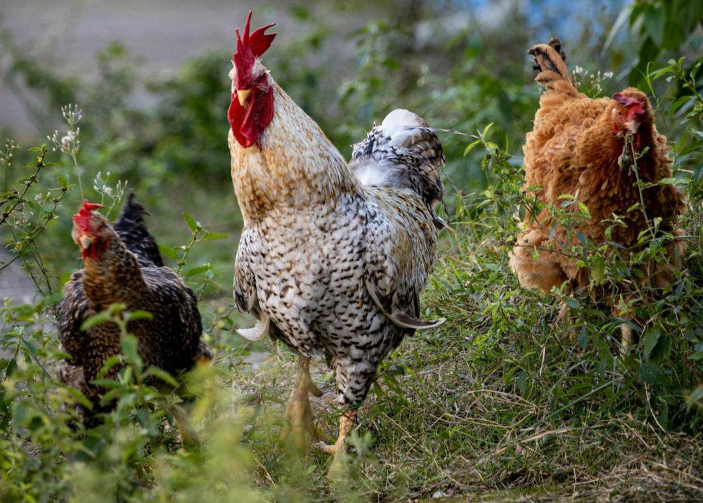 Kenapa Ayam Kampung Lebih Mahal Dibandingkan Ayam Broiler?