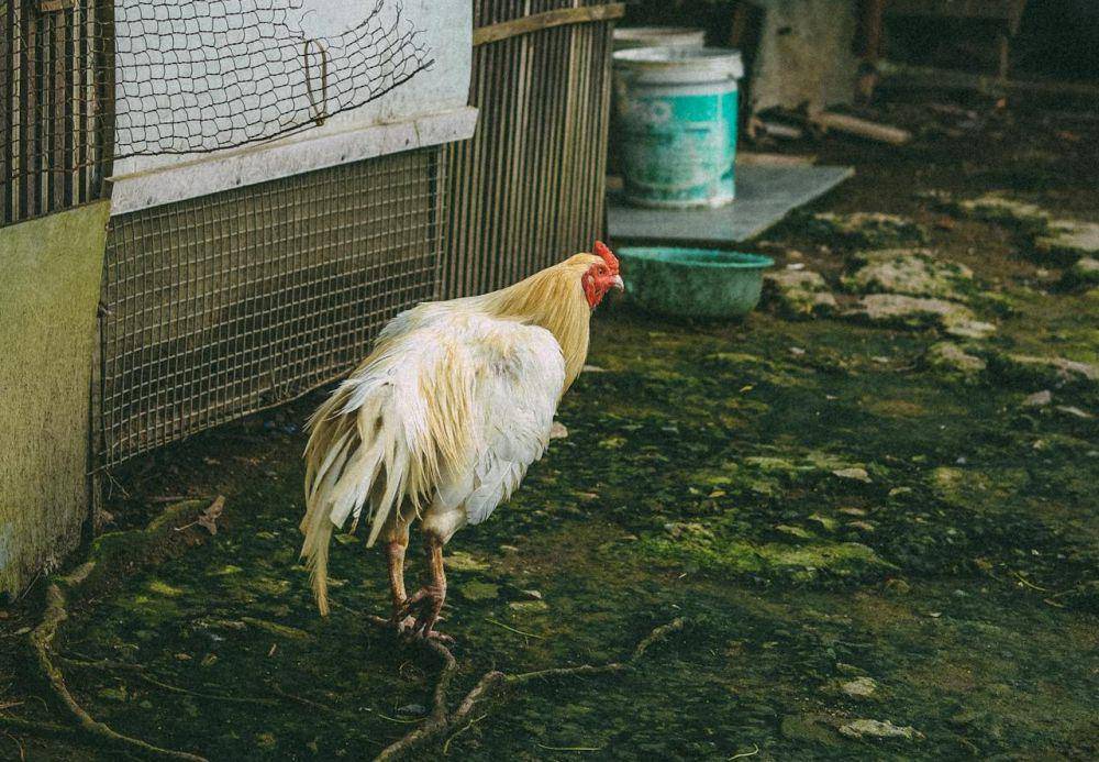 ilustrasi ayam kampung (pexels.com/Thới Nam Cao)
