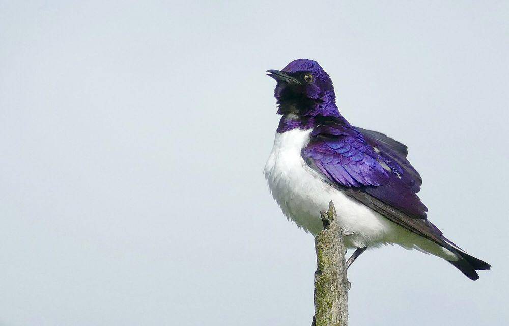 Violet-backed starling (commons.m.wikimedia.org/Bernard Dupont)