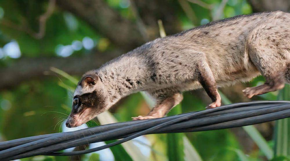 potret musang (instagram.com/mpwhiten)