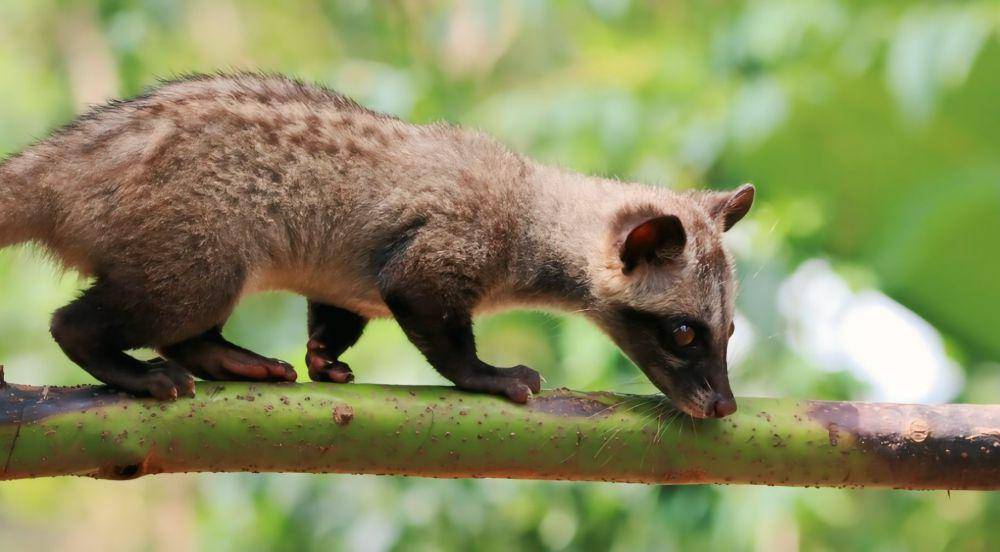 potret luwak (freepik.com/kuritafsheen77)