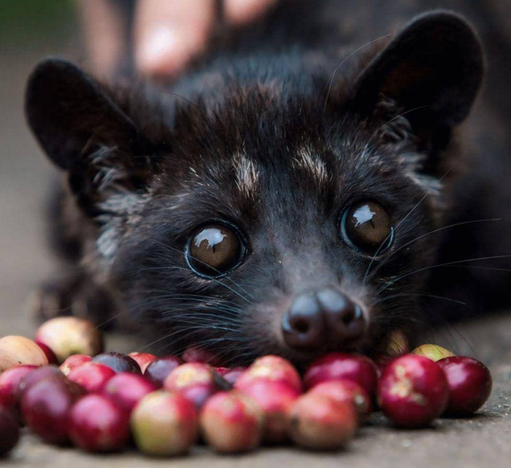 potret luwak (instagram.com/cafedelturco)