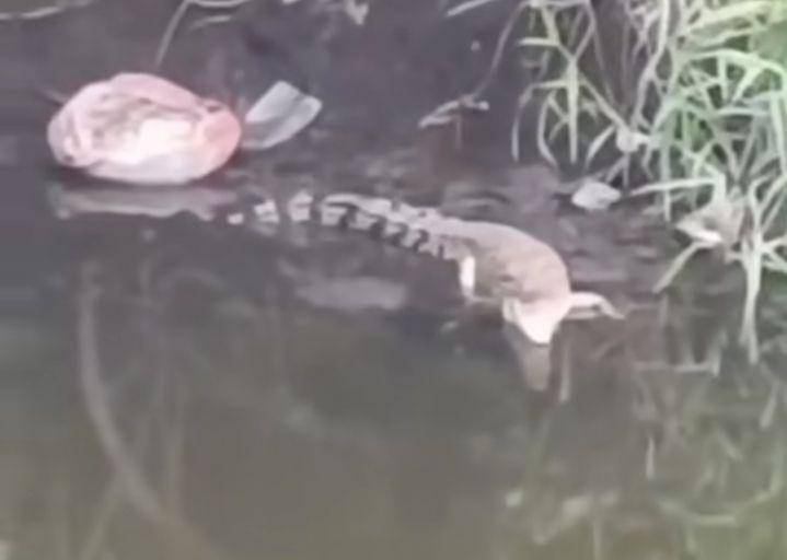 Buaya muara saat terlihat di sungai dekat UINSA Gunung Anyar. (Dok. Istimewa)