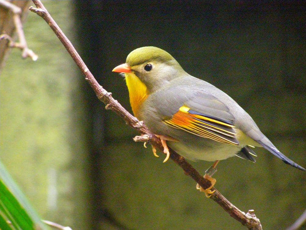 5 Fakta Menarik Red-billed Leiothrix, si Setia yang Nyanyiannya Merdu