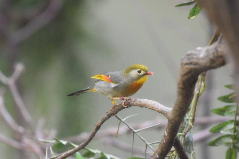 Red-billed leiothrix (commons.m.wikimedia.org/Iwolfartist)