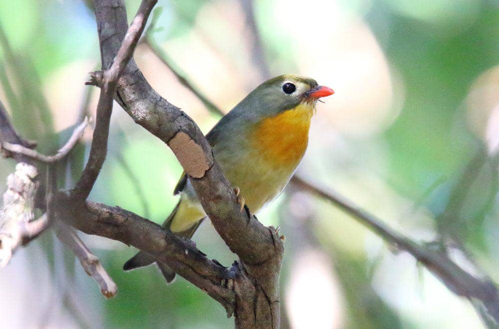 Red-billed leiothrix (commons.m.wikimedia.org/Dominic Sherony)