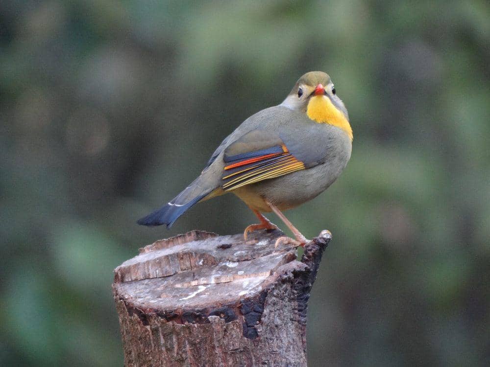 Red-billed leiothrix (commons.m.wikimedia.org/Raman Kumar)