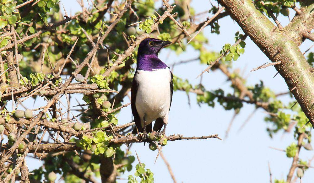 Violet-backed starling (commons.m.wikimedia.org/Dominic Sherony)