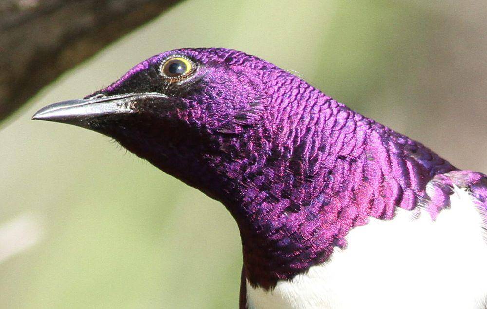 Violet-backed starling (commons.m.wikimedia.org/Derek Keats)