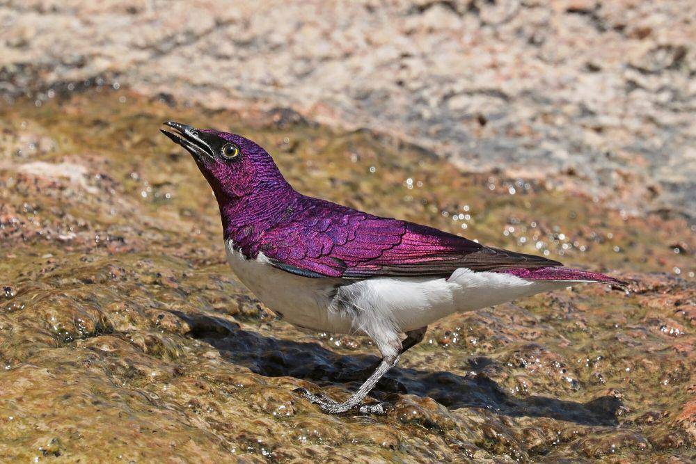 Violet-backed starling (commons.m.wikimedia.org/Charles J. Sharp)