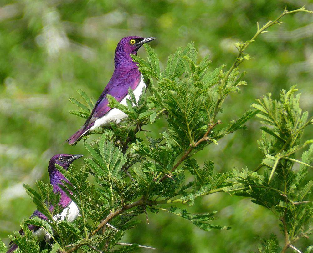 Violet-backed starling (commons.m.wikimedia.org/Bernard Dupont)