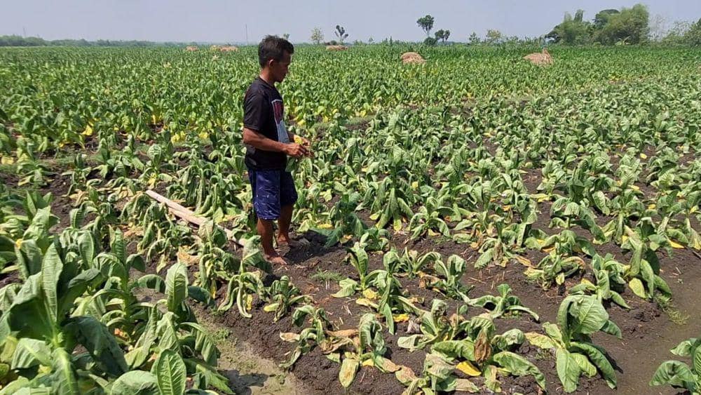 Diguyur Hujan Lebat, Puluhan Hektare Tembakau di Ngawi Gagal Panen