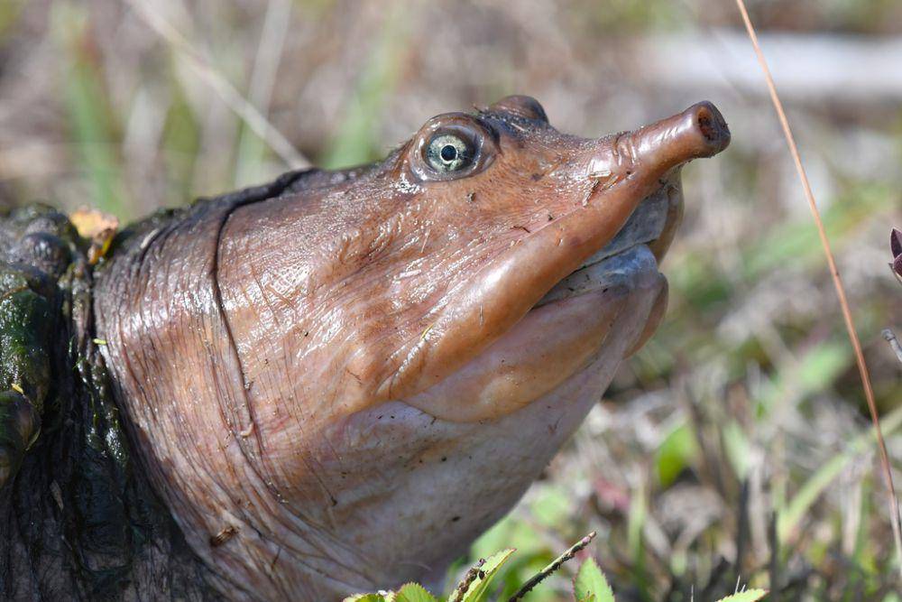 Kura-kura cangkang lunak florida (inaturalist.org/edporopat)