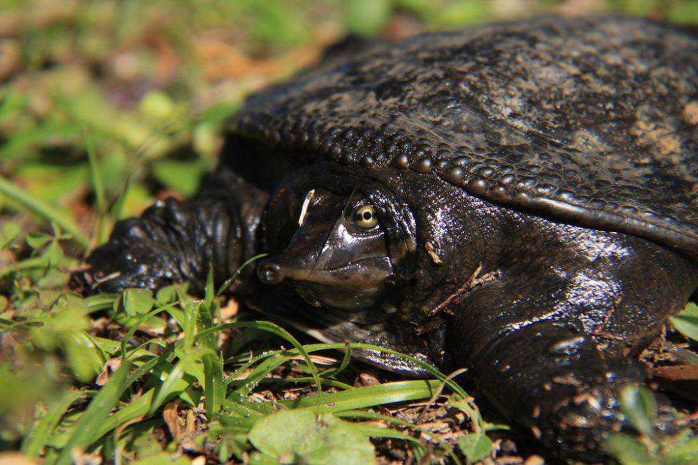 Kura-kura cangkang lunak florida (inaturalist.org/Levi F. C. Smith)