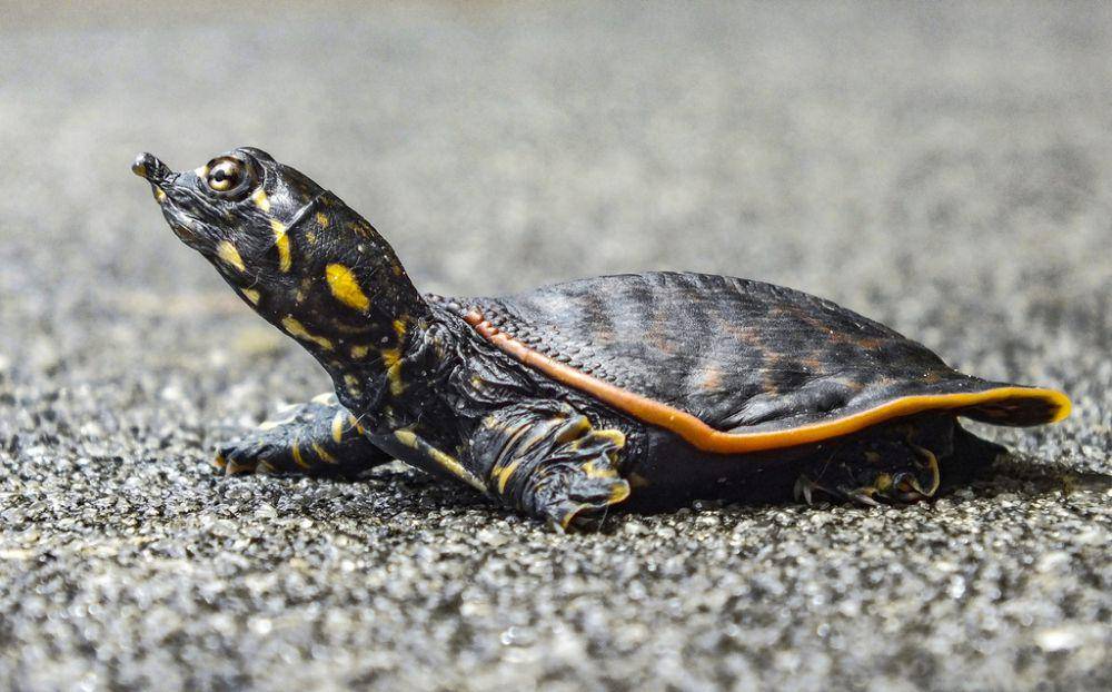 Kura-kura cangkang lunak florida (inaturalist.org/Josh Olive)