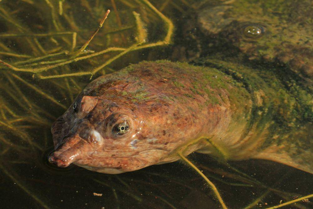 Kura-kura cangkang lunak florida (inaturalist.org/Judy Gallagher)