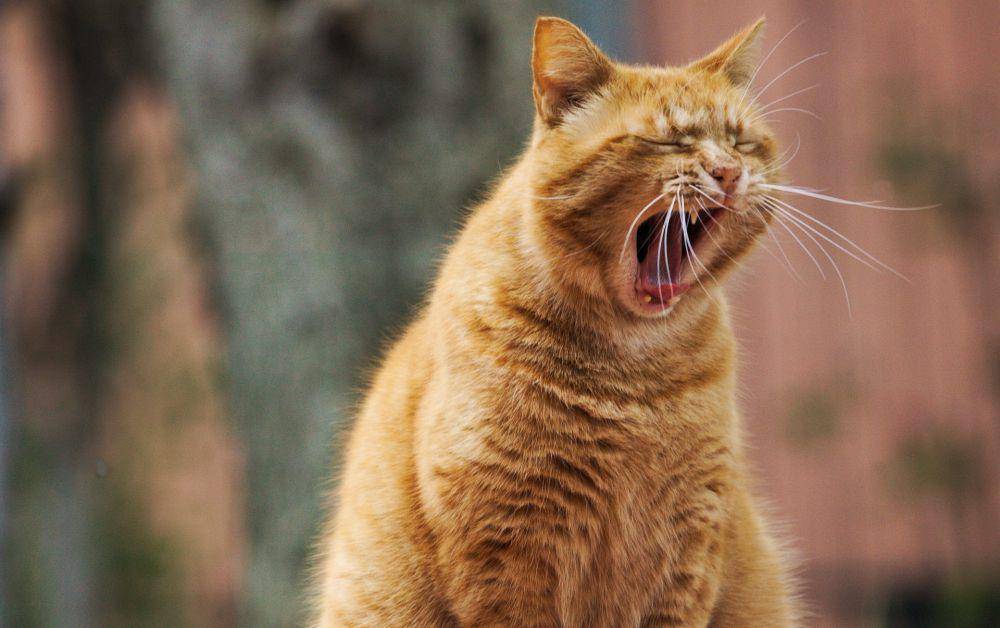 ilustrasi kucing (Pixabay.com/dexmac)