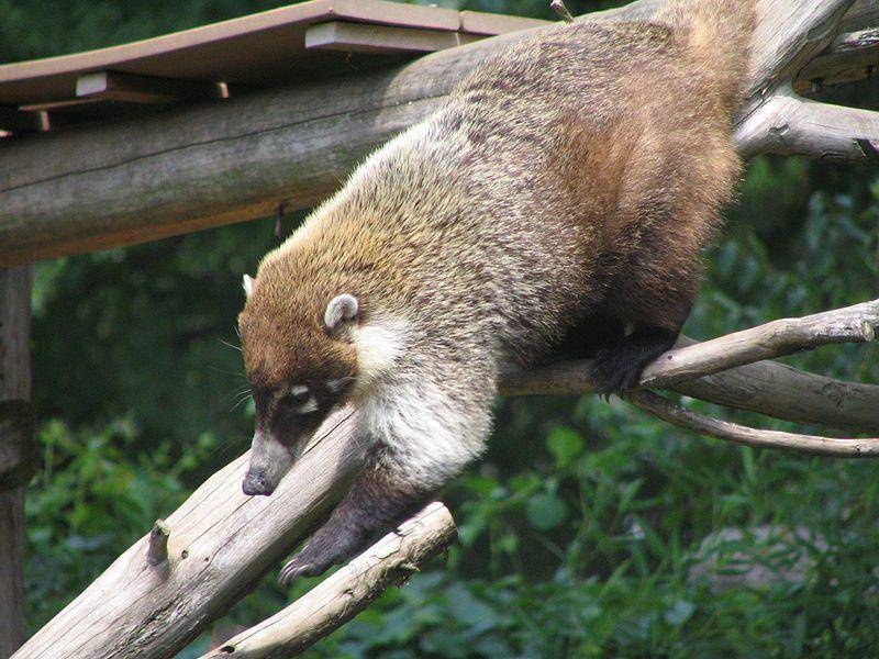 White nosed coati (commons.wikimedia.org/Julie Ramsey)