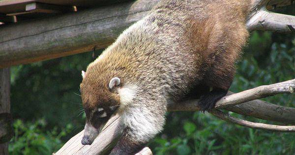 White nosed coati (commons.wikimedia.org/Julie Ramsey)