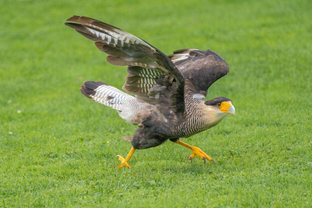 Crested caracara burung yang cerdas (pixabay.com/🌼Christel🌼)