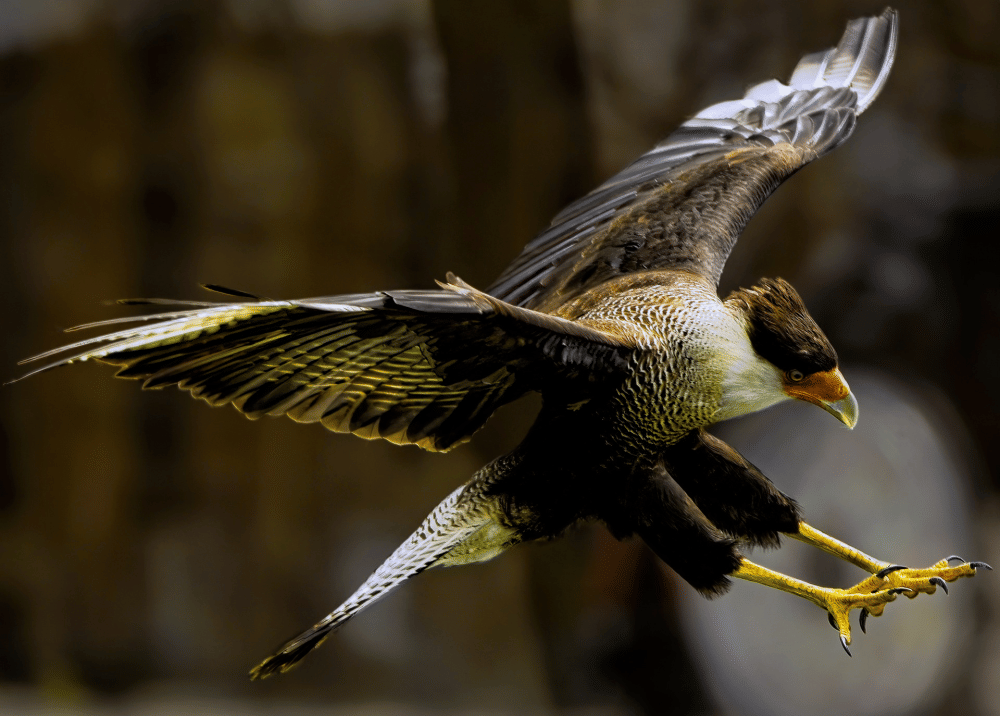 Crested caracara burung yang sangat adaptif (pixabay.com/Angela)