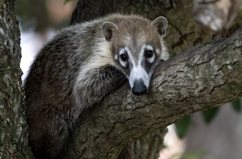White nosed coati (commons.wikimedia.org/Chuck Homler)