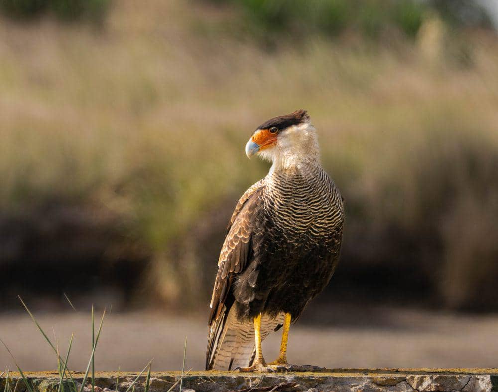 Crested caracara memiliki penampilan unik (pixabay.com/Beto)