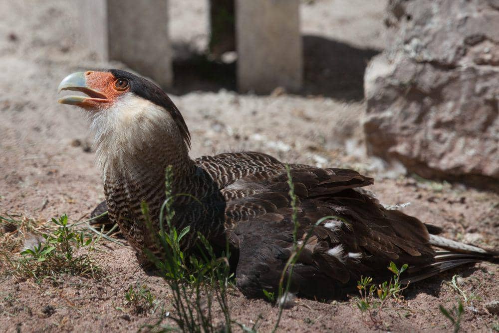 Crested caracara memiliki suara yang keras (pixabay.com/Josef Stückel)