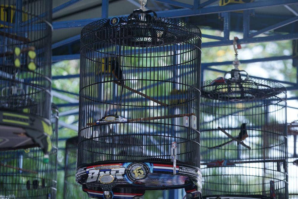 Seekor murai saat ikut dilombakan di Tawang Semarang. (IDN Times/Dok Humas KAI Daop 4 Semarang)