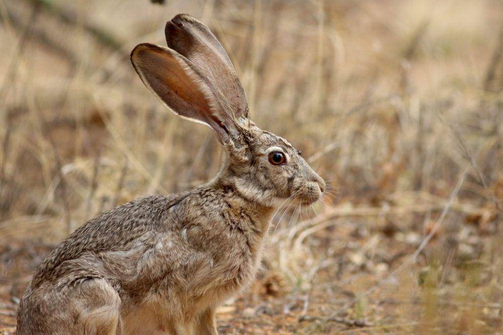 Terwelu (inaturalist.org/Oscar Johnson)