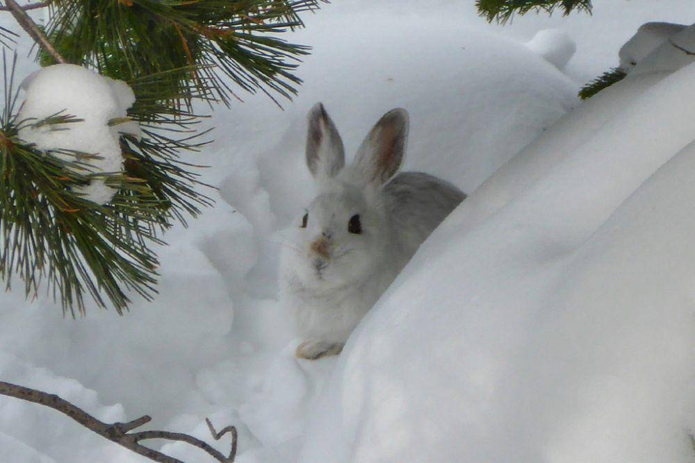 Terwelu (inaturalist.org/Jared Manninen)