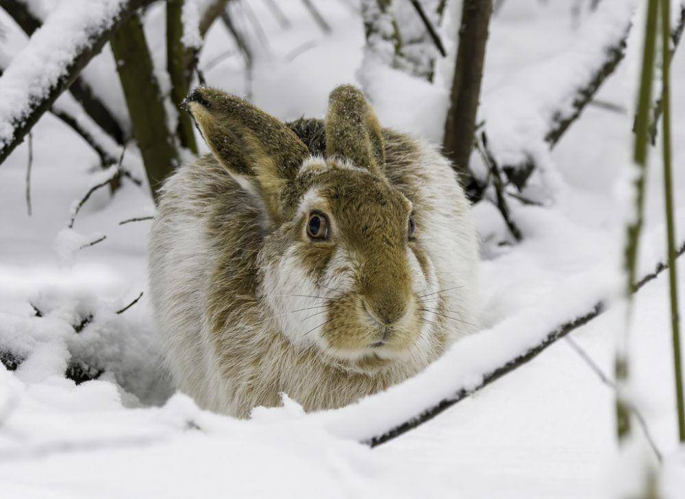 Terwelu (inaturalist.org/Mikhail Ezdakov)