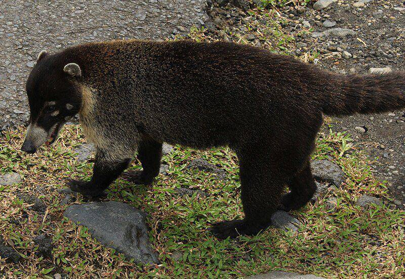 White nosed coati (commons.wikimedia.org/BNP-CR506)