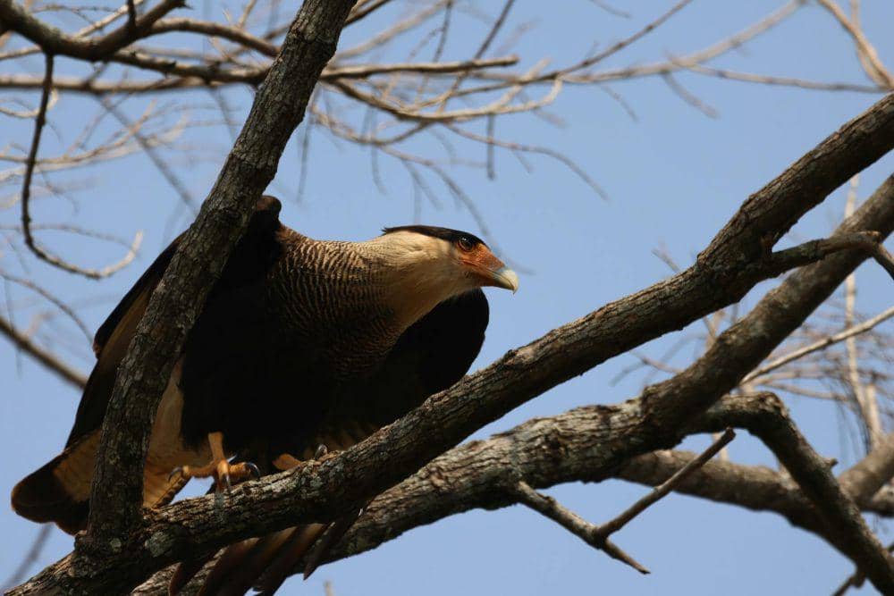 Crested caracara membangung sarang di pohon (pexels.com/Paulo Amaral Resende)
