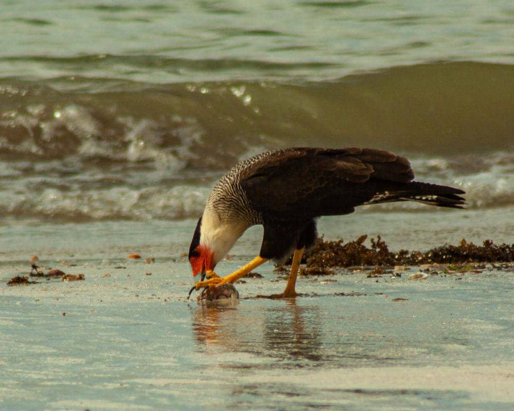 Crested caracara cenderung pasif (pexels.com/Paulo Bento)