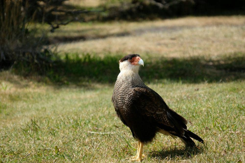 8 Fakta Crested Caracara, Burung Pemangsa yang Pasif