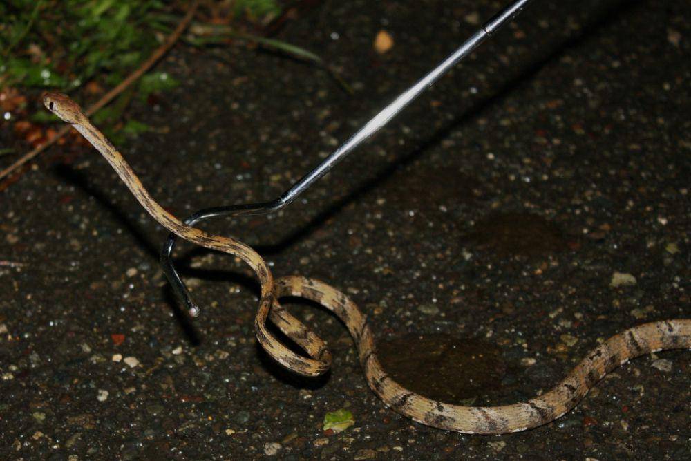 ular kucing (commons.wikimedia.org/Thomas Brown)